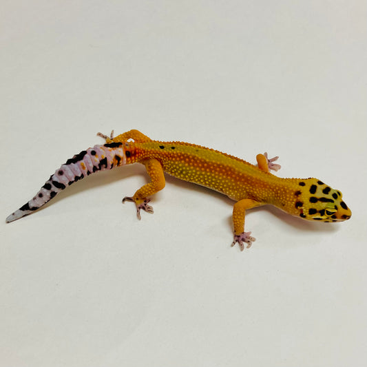 Tangerine Stripe Leopard Gecko Female A-A5-71824-1