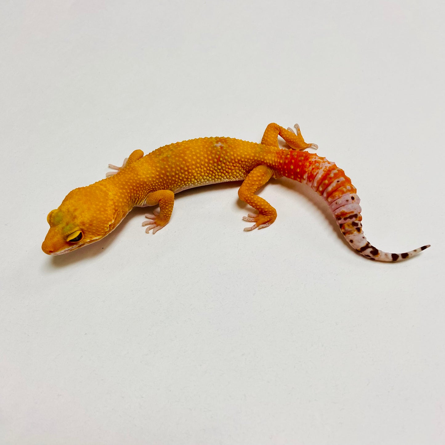 Super Hypo Tangerine Carrot Tail Baldy Leopard Gecko Male B-B7-71624-1