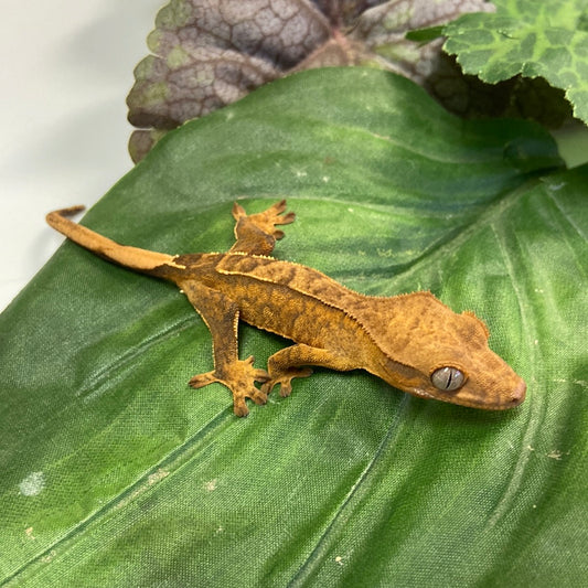 Crested Geckos For Sale - BHB Reptiles - Reptile Breeding Since 1989