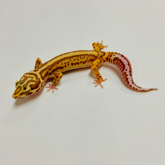 Bold Bell Leopard Gecko Female A-A1-61422-1