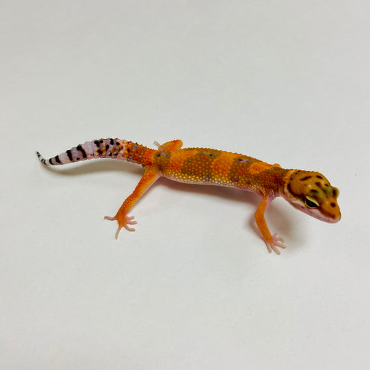 Tangerine Carrot Tail Leopard Gecko Male A-A2-72924-1