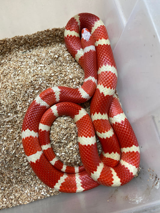 Extreme Albino Tangerine Honduran Milk Snake Male 2022