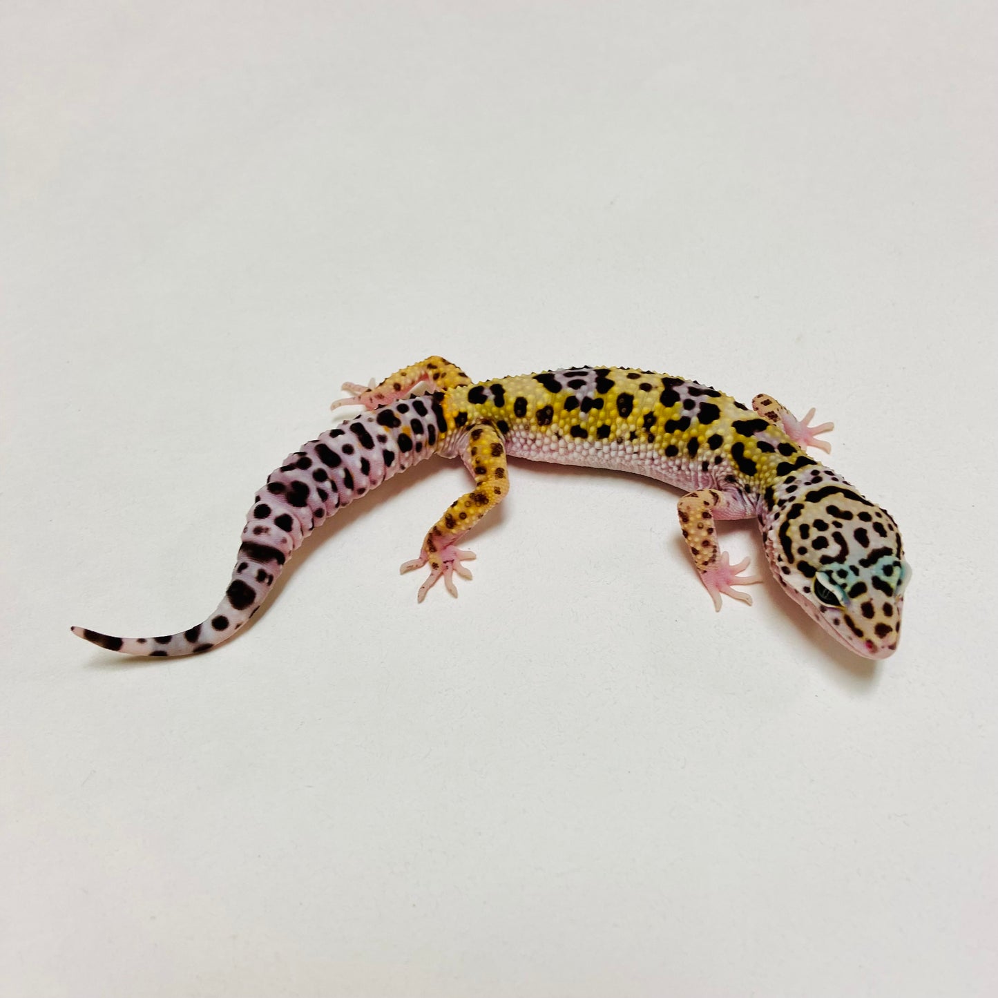 Dark Mack Snow Leopard Gecko Male D-B2-81324-2