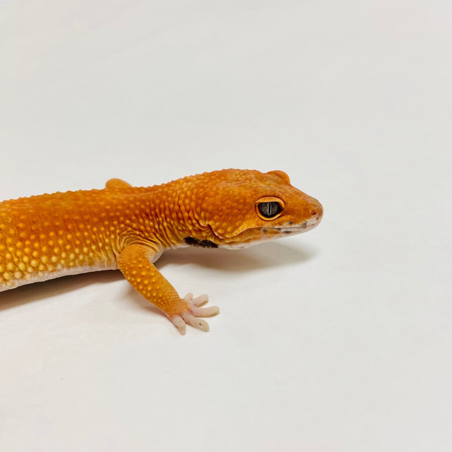 Super Hypo Tangerine Carrot Tail Leopard Gecko Male C-B4-61423-1