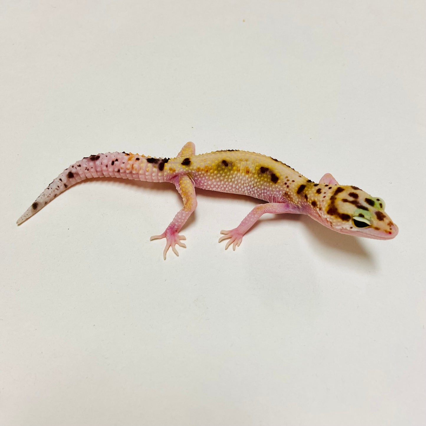 Tangerine W/Y Eclipse Leopard Gecko Female D-B10-80524-1