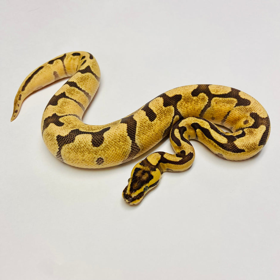 Ball Pythons for Sale at BHB Reptiles - High Quality & Wide Variety in ...