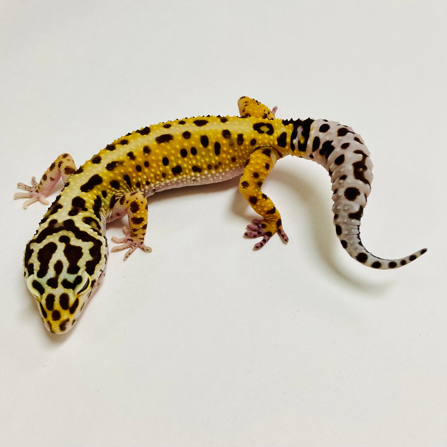 Bandit Mack Snow Stripe Leopard Gecko Female A-C2-52523-1