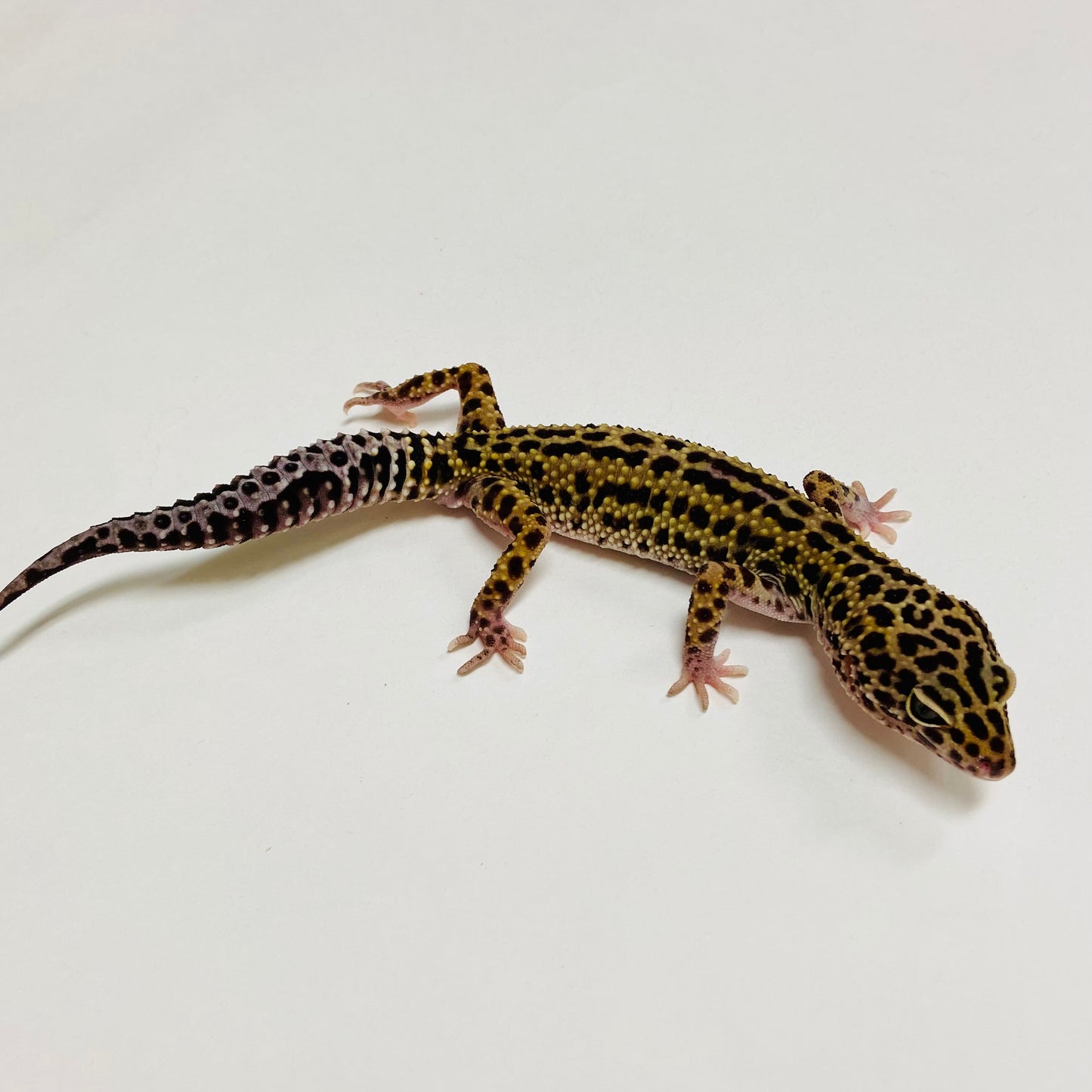 Dark Mack Snow Reverse Stripe Leopard Gecko Female C-C3-61423-1