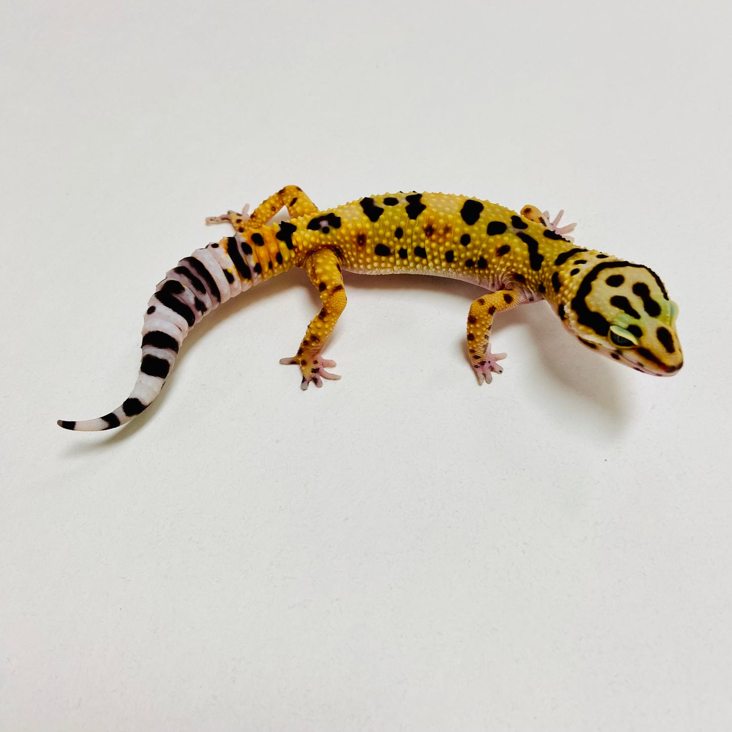 Bandit Tangerine Leopard Gecko Female B-A4-71324-1