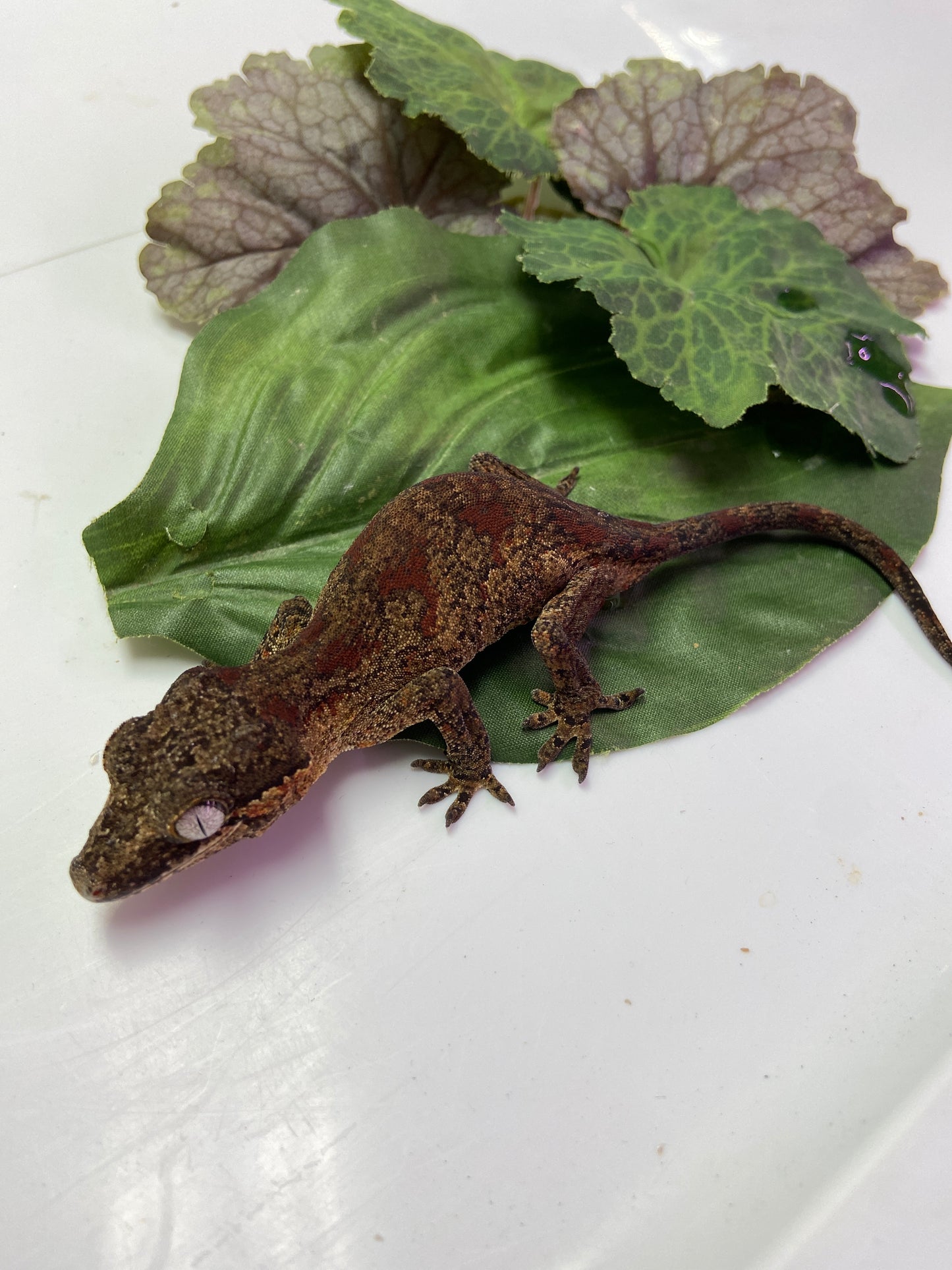 Red Blotched Gargoyle Gecko 2023 Female AN236