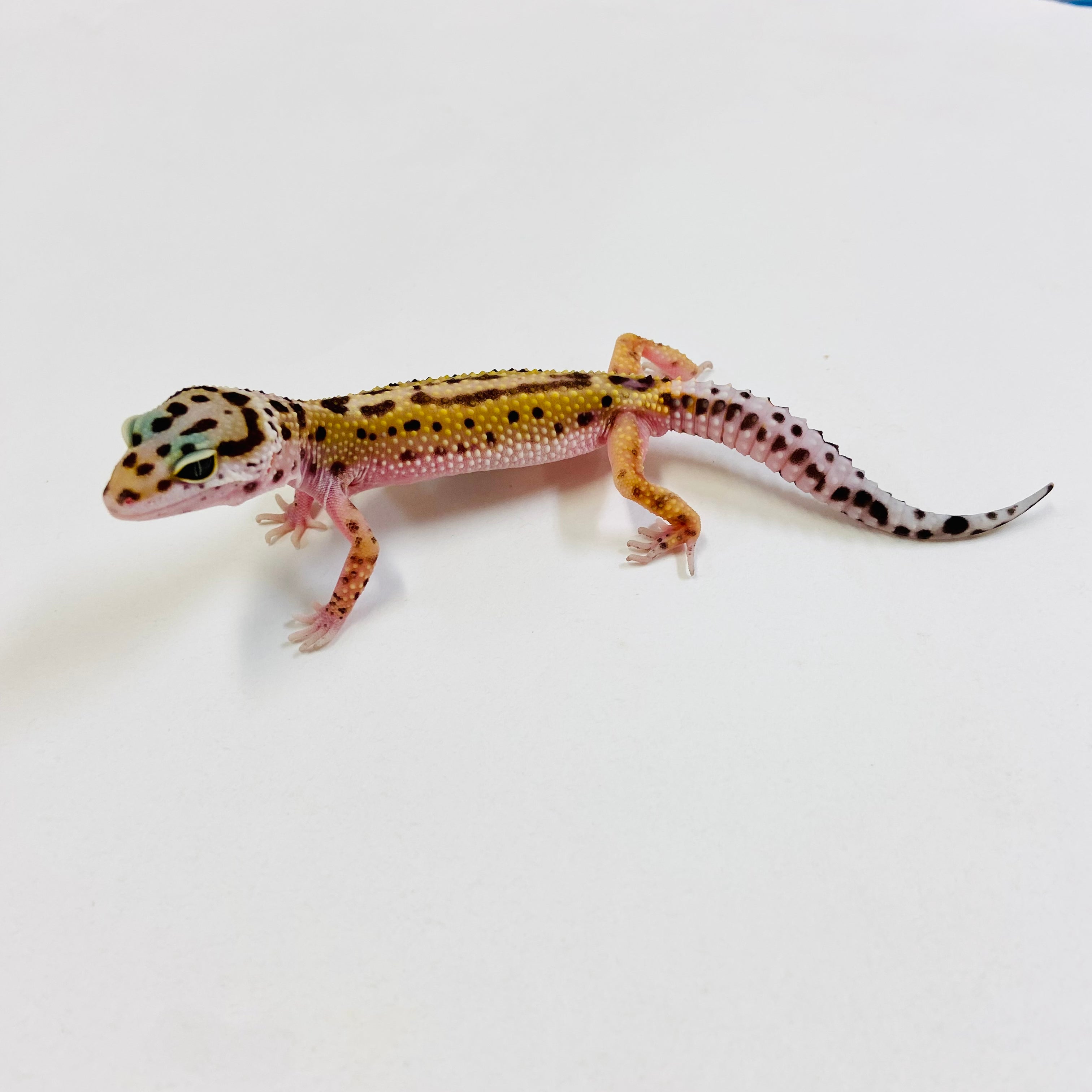 Leopard Geckos for Sale at BHB! Top Quality & Vast Selection in the US ...