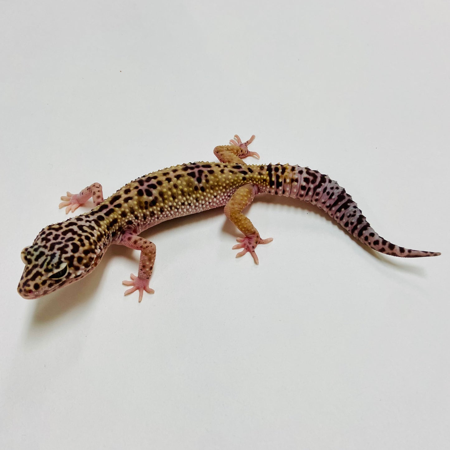 Dark Mack Snow Leopard Gecko Female C3-53123-1