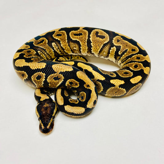 YellowBelly Ball Python- Male #2023M03