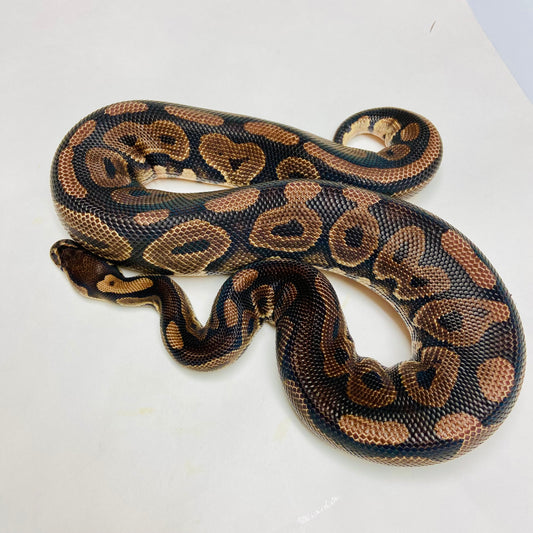 Lori Ball Python Male 2021M02