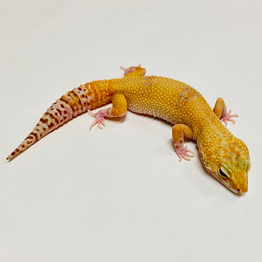 Hypo Tremper Marble Eye Leopard Gecko Female C-J6-70920-1