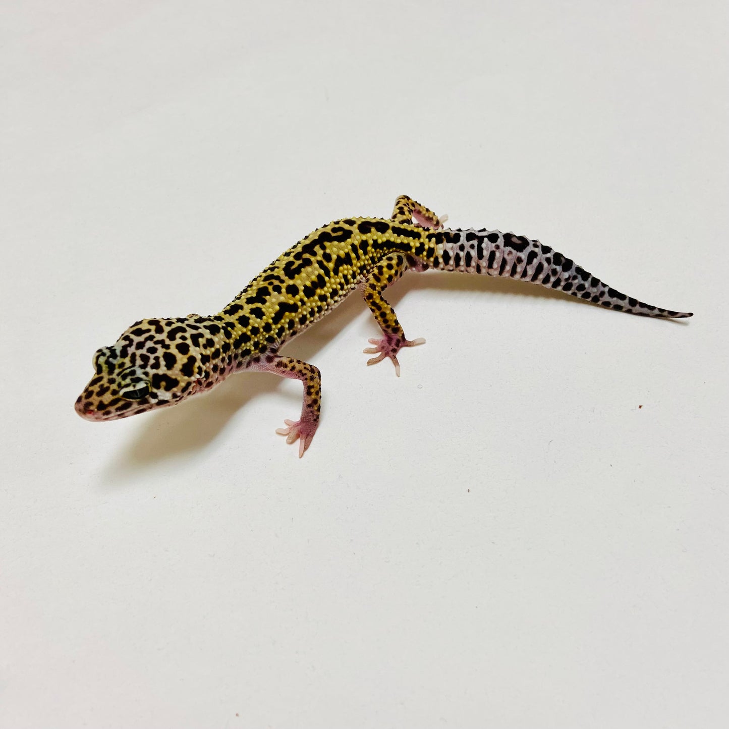 Dark Mack Snow Reverse Stripe Leopard Gecko Female D-B2-81524-1