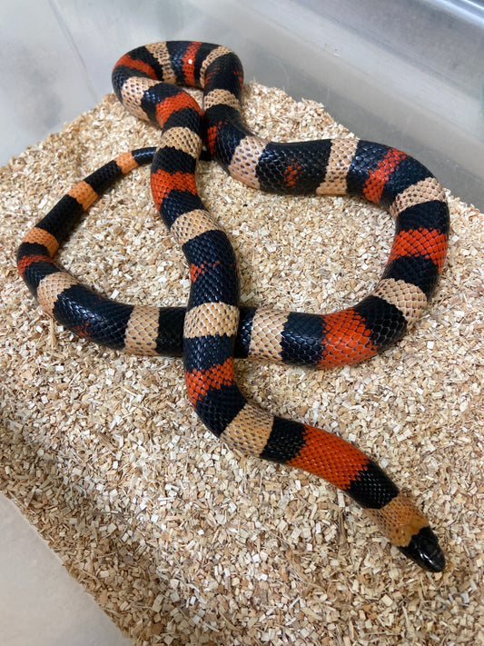 Apricot Pueblan Milk Snake 2022 Male M09