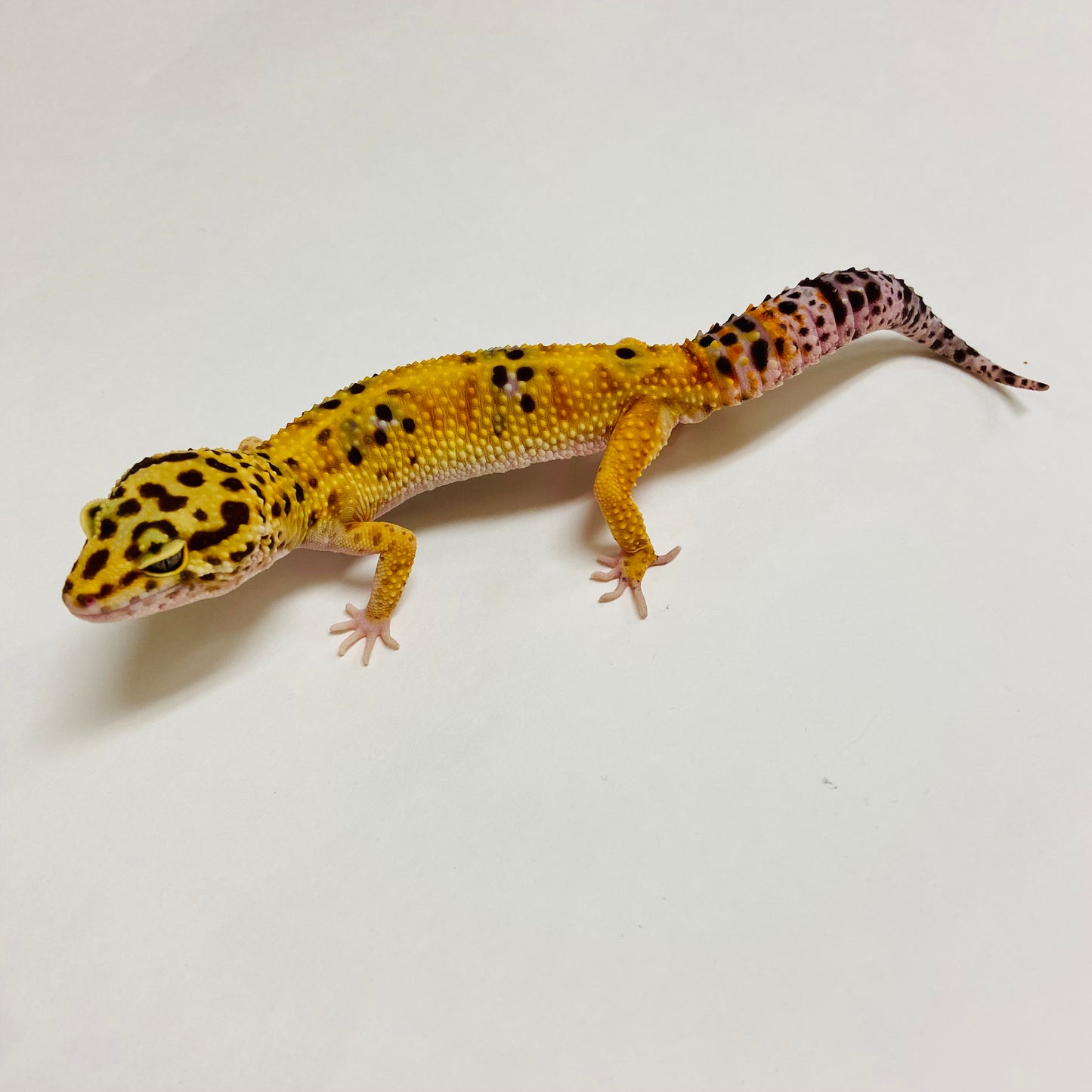 Bandit Tangerine W/Y Leopard Gecko Female A-E4-61622-1