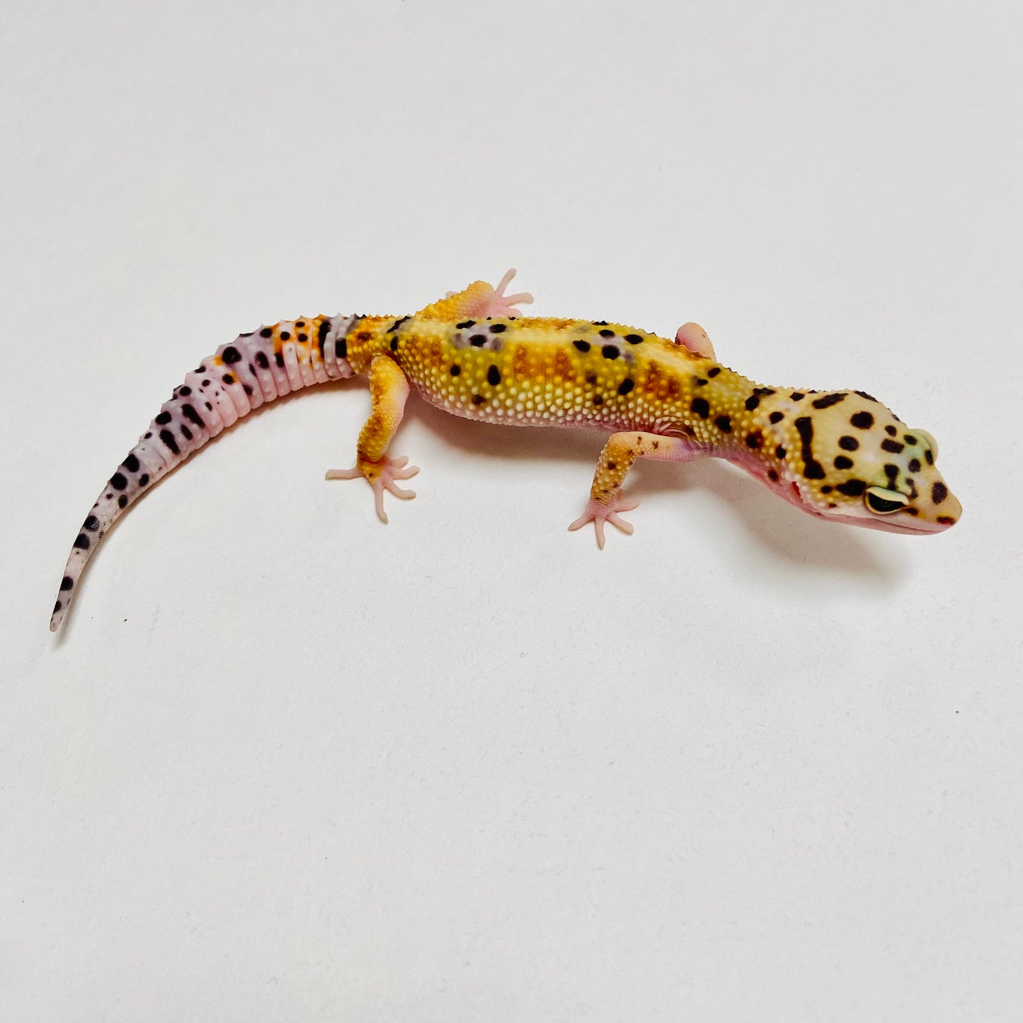 W/Y Leopard Gecko Female B-A6-71224-1