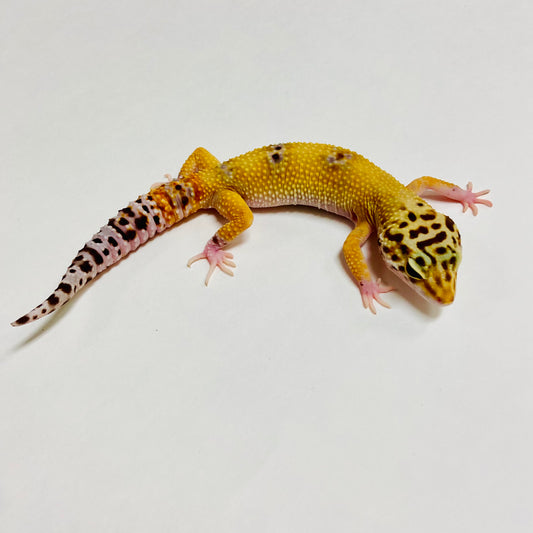 Hypo Marble Eye Leopard Gecko Female A-H7-92122-1