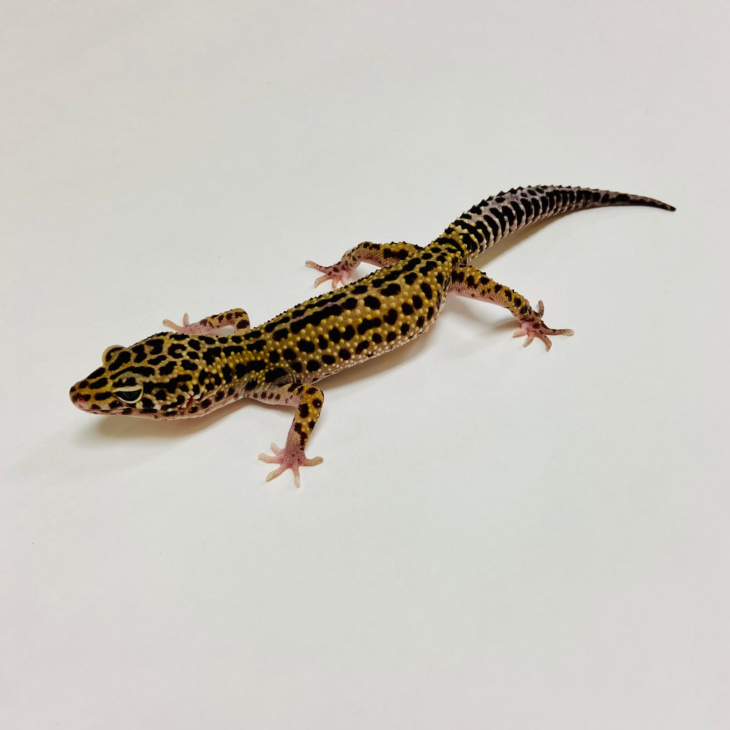 Dark Mack Snow Reverse Stripe Leopard Gecko Female C-C3-61423-1