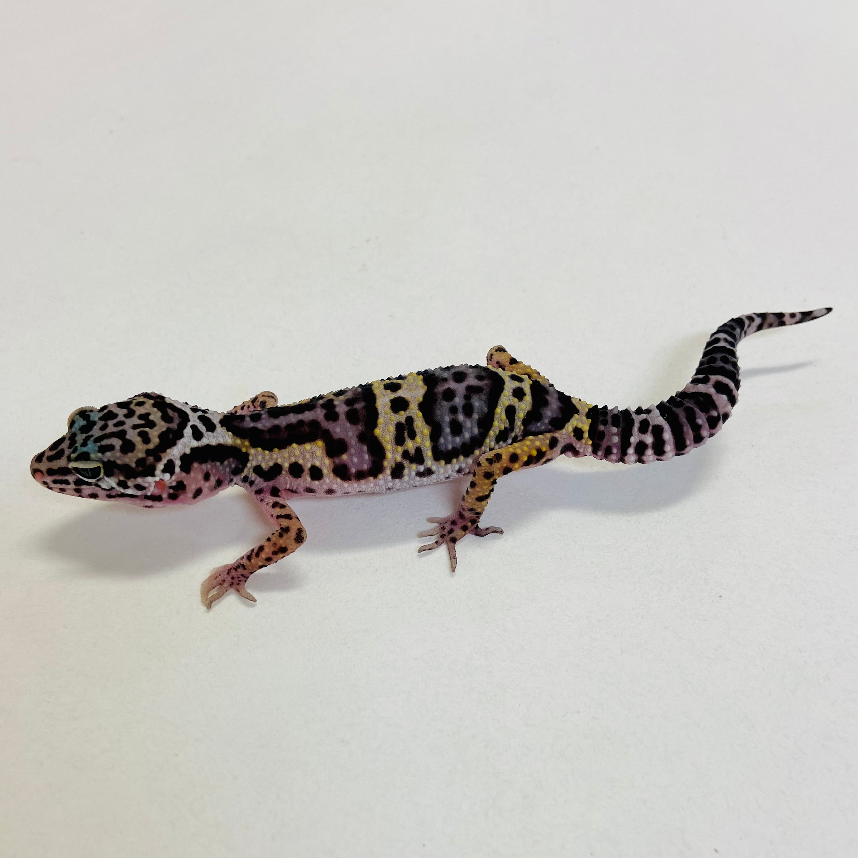 Leopard Geckos For Sale At BHB! Top Quality & Vast Selection In The US ...