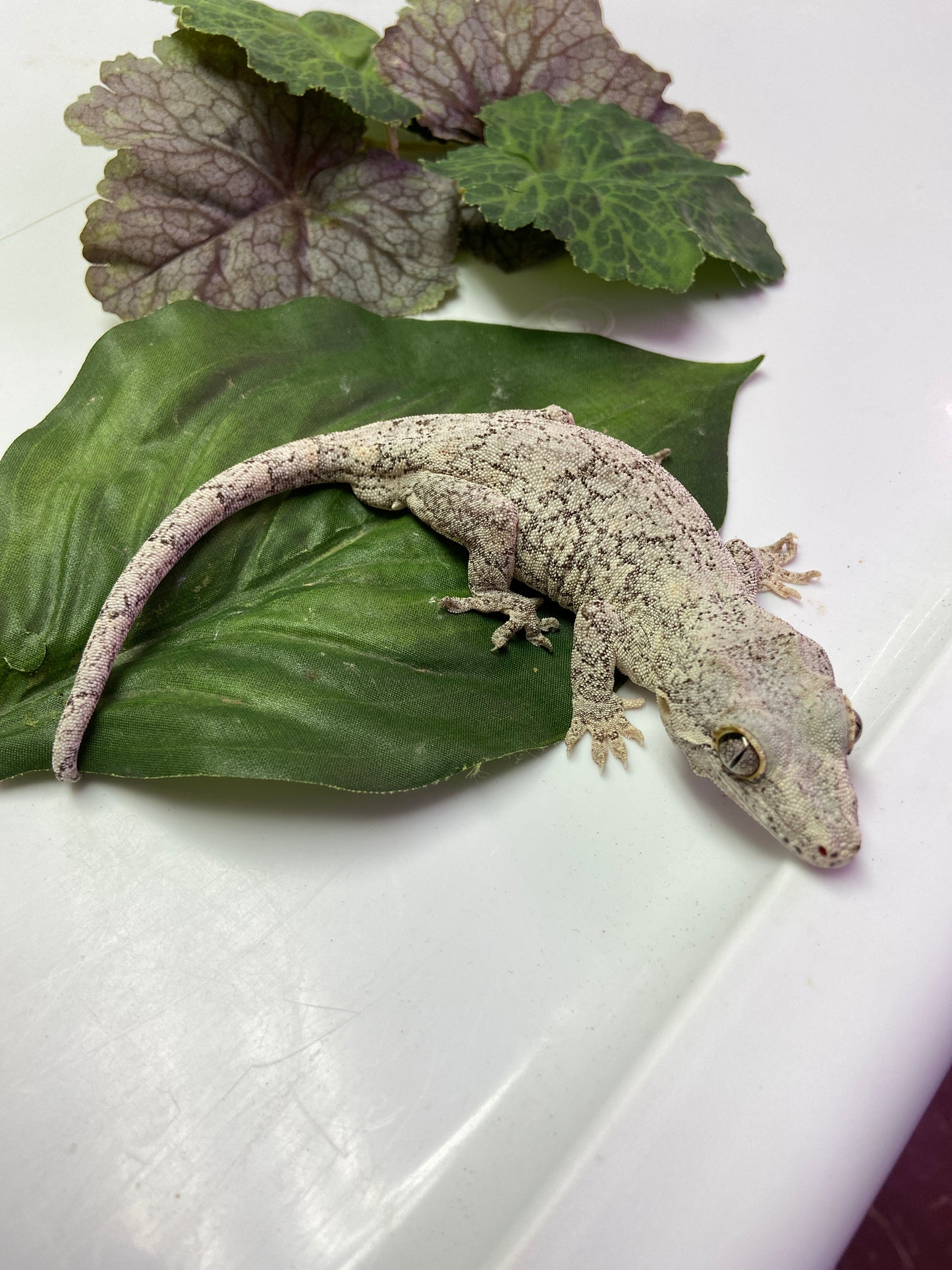 High White Reticulated Gargoyle Gecko 2022 Male LS05