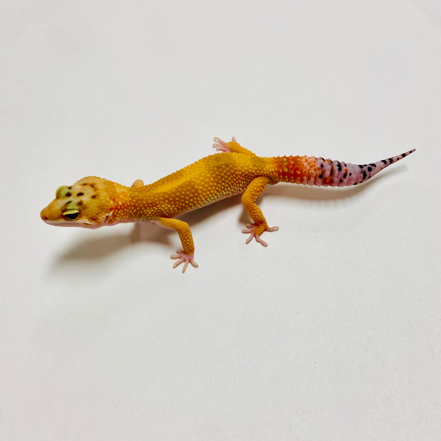 Super Hypo Tangerine Carrot Tail W/Y Leopard Gecko Male B-A2-70824-1