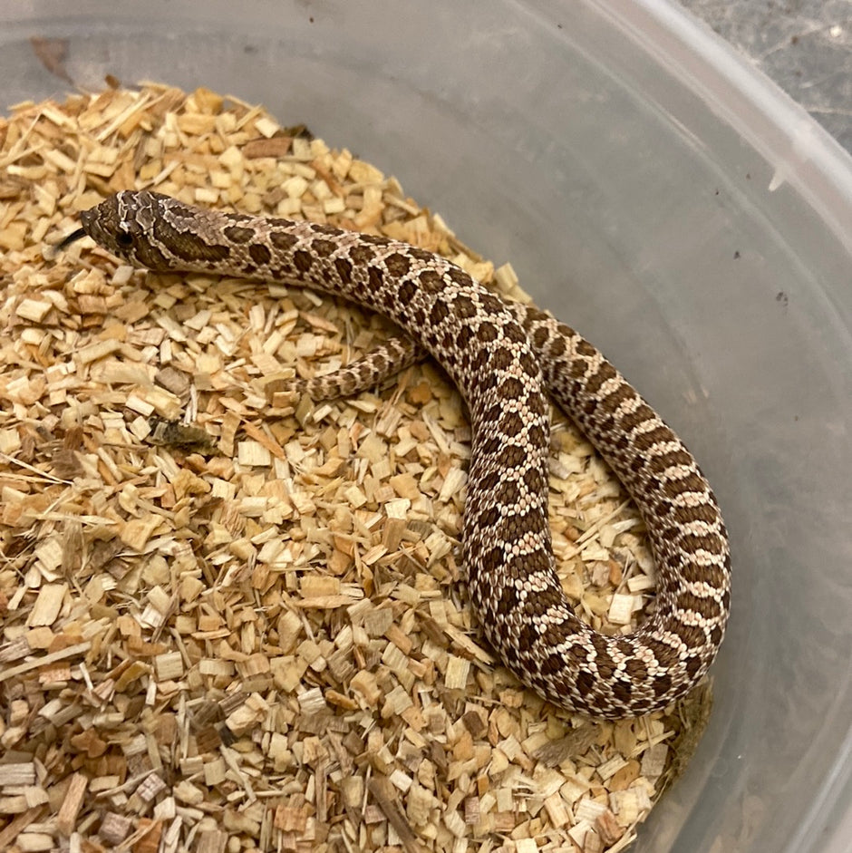 Hognose Snakes For Sale I Purchase Your Hognose Snake Online Or Pickup ...