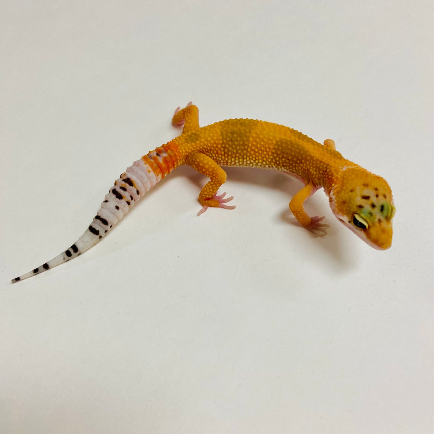 Hypo Tangerine Leopard Gecko Female A-A1-72924-1