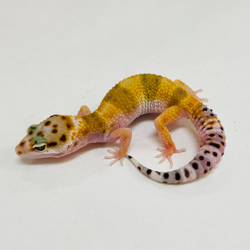 Leopard Geckos for Sale at BHB! Top Quality & Vast Selection in the US ...