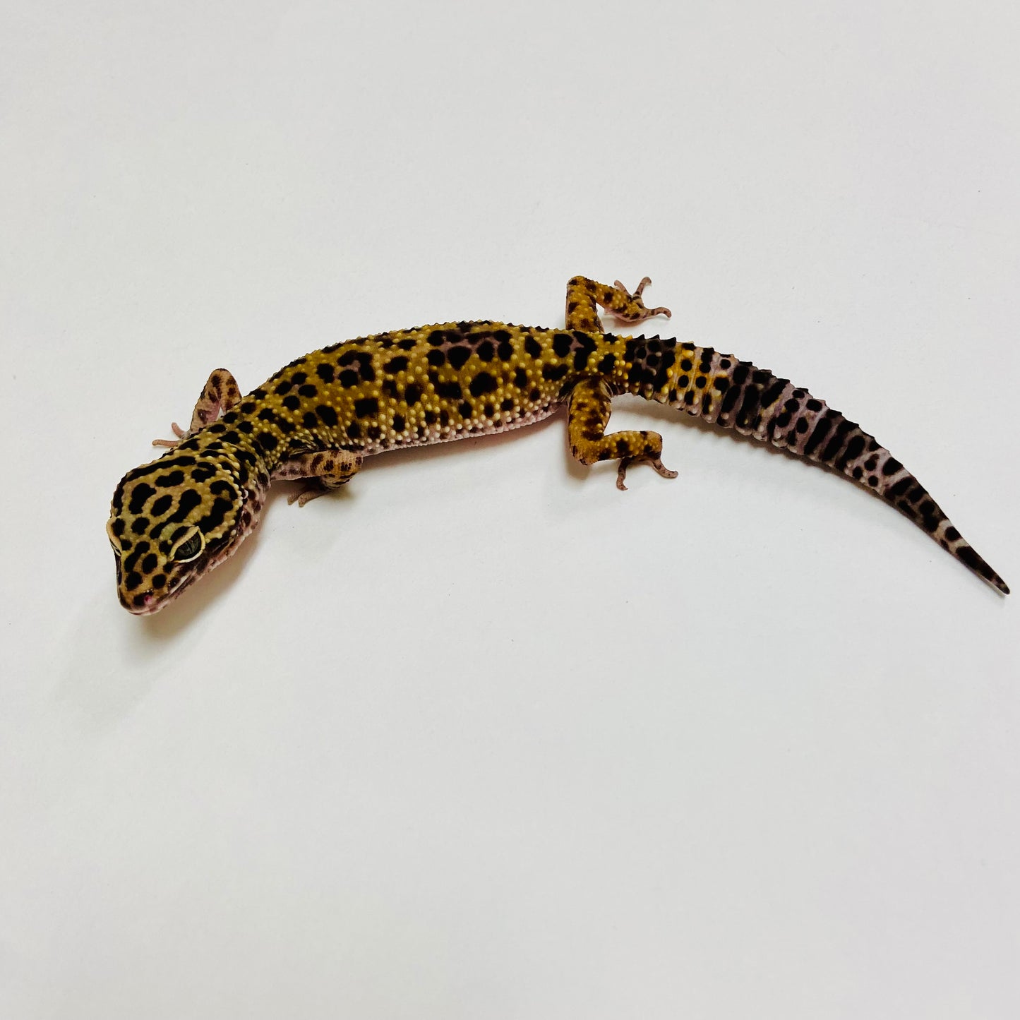 Dark Mack Snow Leopard Gecko Female C-C6-62223-1