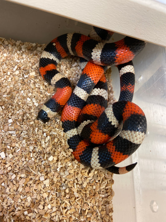 Apricot Pueblan Milk Snake- 2022 Female F02