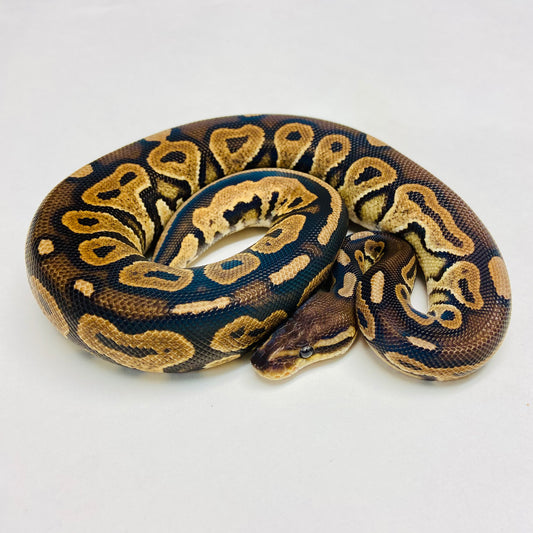 Cinnamon Het Sunset Ball Python Female 2023F01