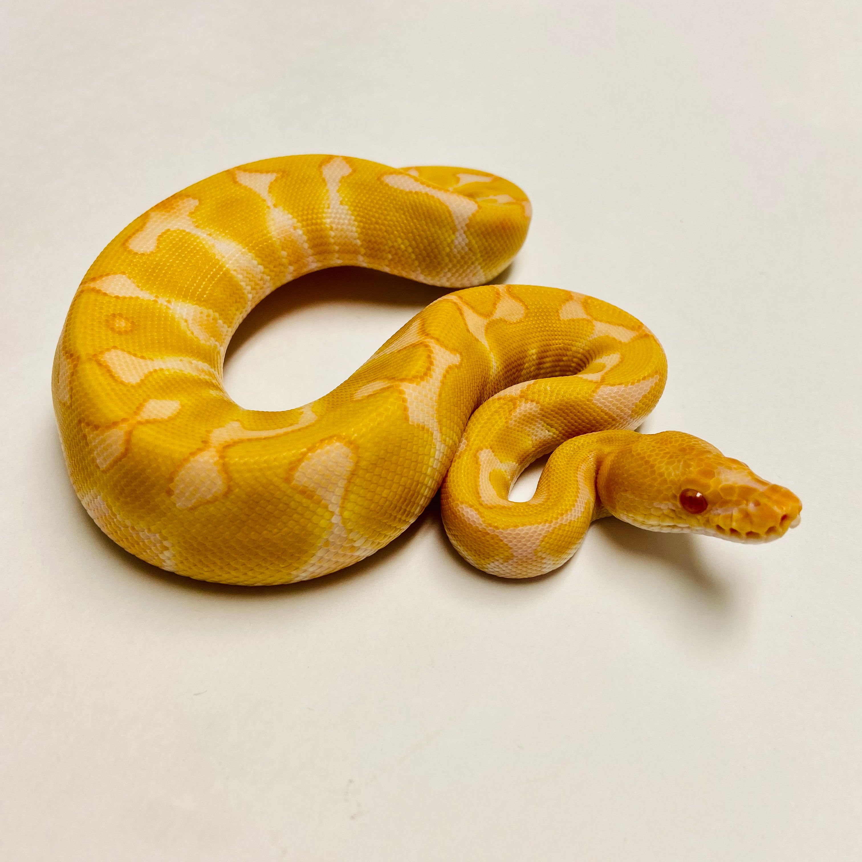 Ball Pythons for Sale at BHB Reptiles - High Quality & Wide Variety in ...