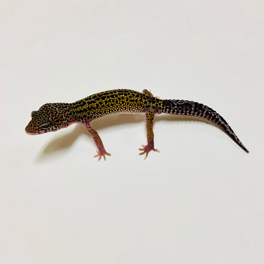 Dark Mack Snow Leopard Gecko Male D-B3-80524-1