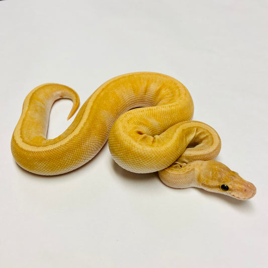 Ball Pythons for Sale at BHB Reptiles - High Quality & Wide Variety in ...