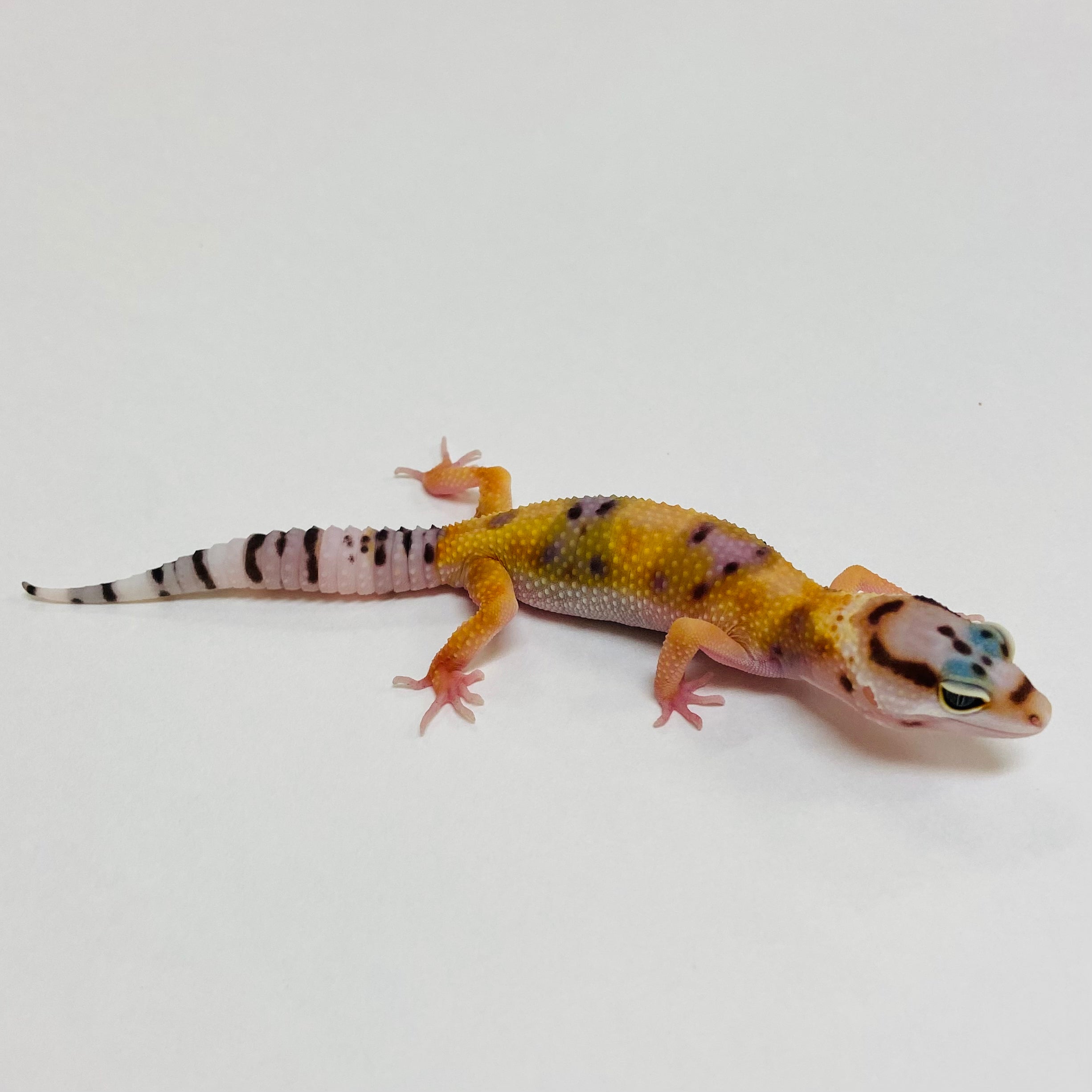 Leopard Geckos for Sale at BHB! Top Quality & Vast Selection in the US ...