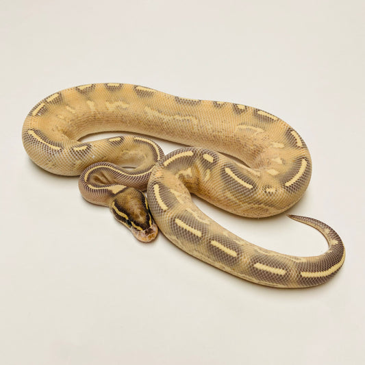 Highway Ball Python Male 2022M01