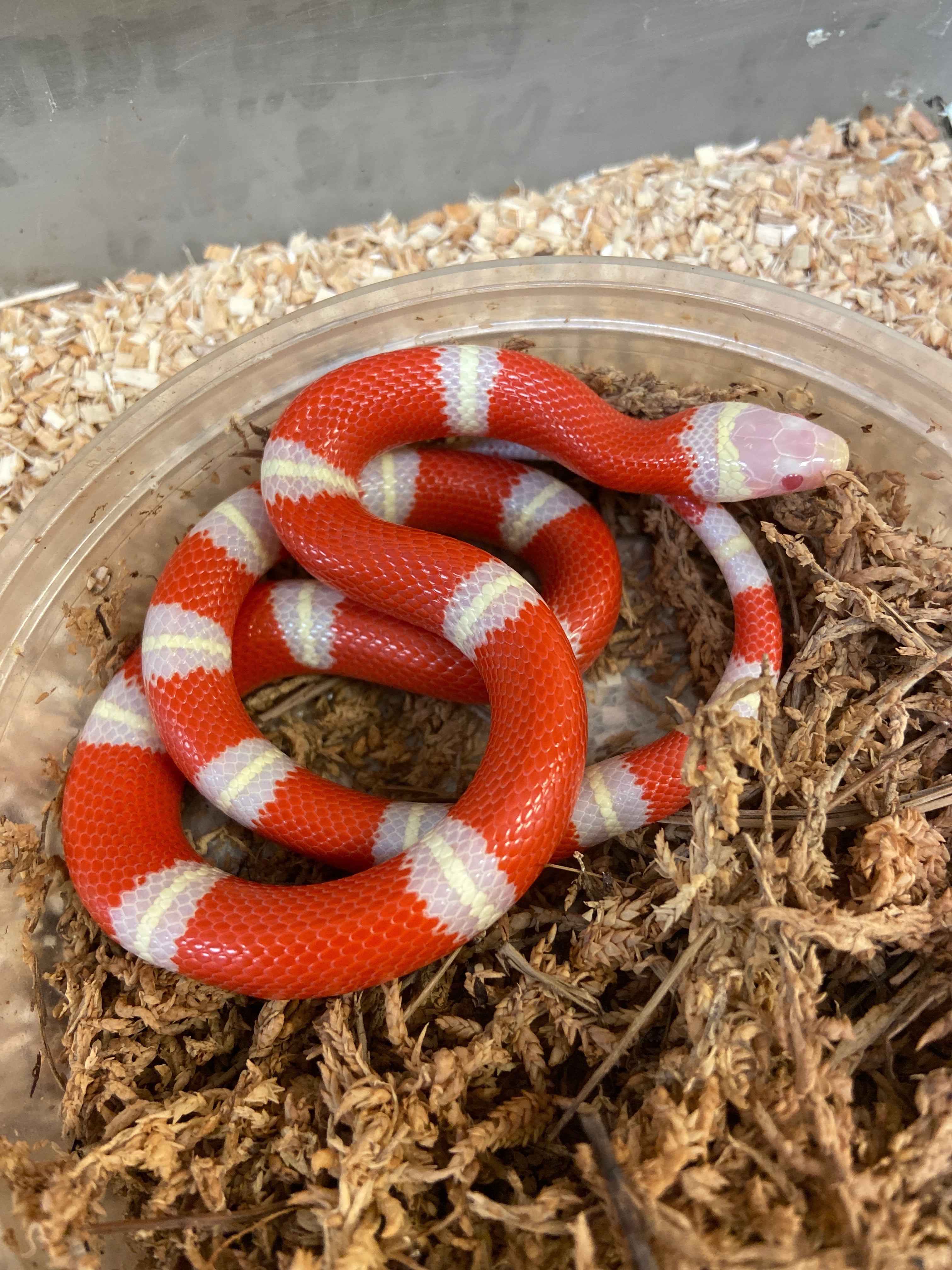 Milk Snakes For Sale BHB Reptiles