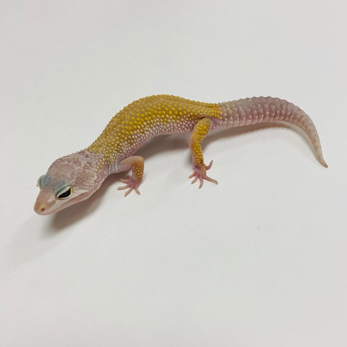 Murphy Patternless Leopard Gecko Male C-G3-71624-1