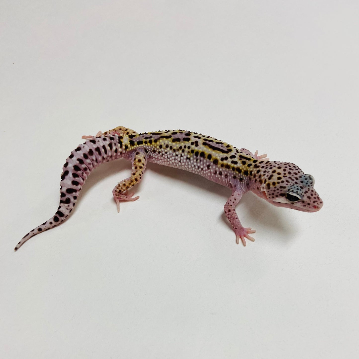 Jungle Mack Snow Leopard Gecko Male B-B1-70824-1