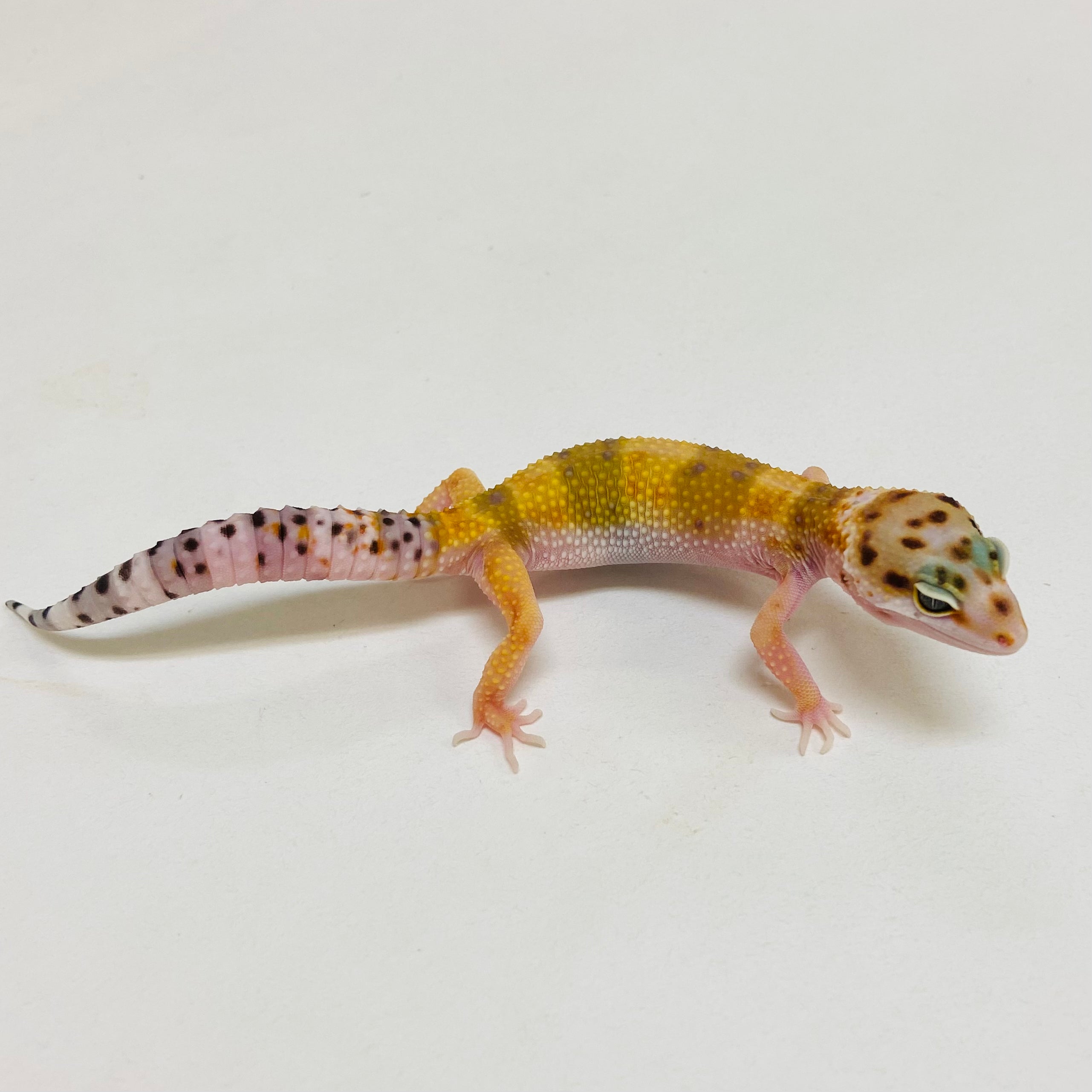 Leopard Geckos for Sale at BHB! Top Quality & Vast Selection in the US ...