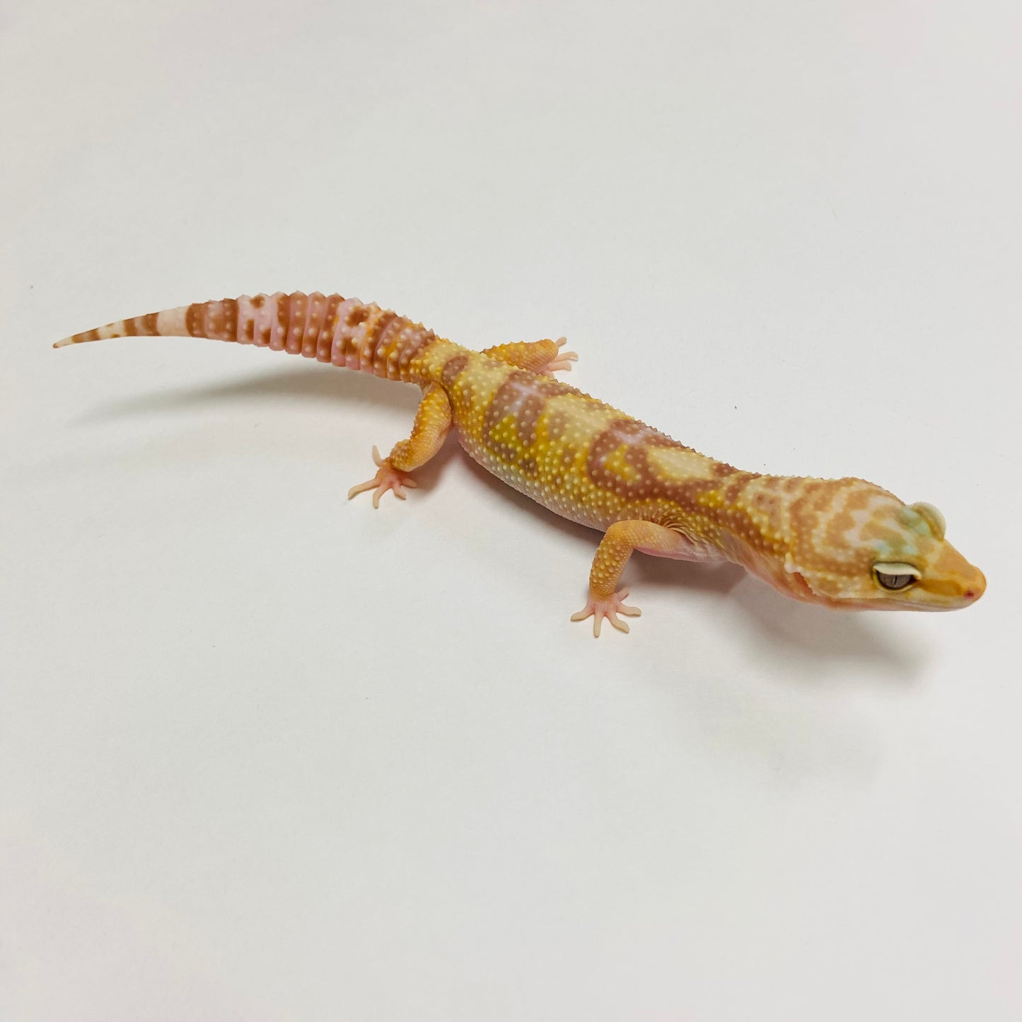 Mack Snow Tremper Albino Leopard Gecko Female C-C2-61223-1