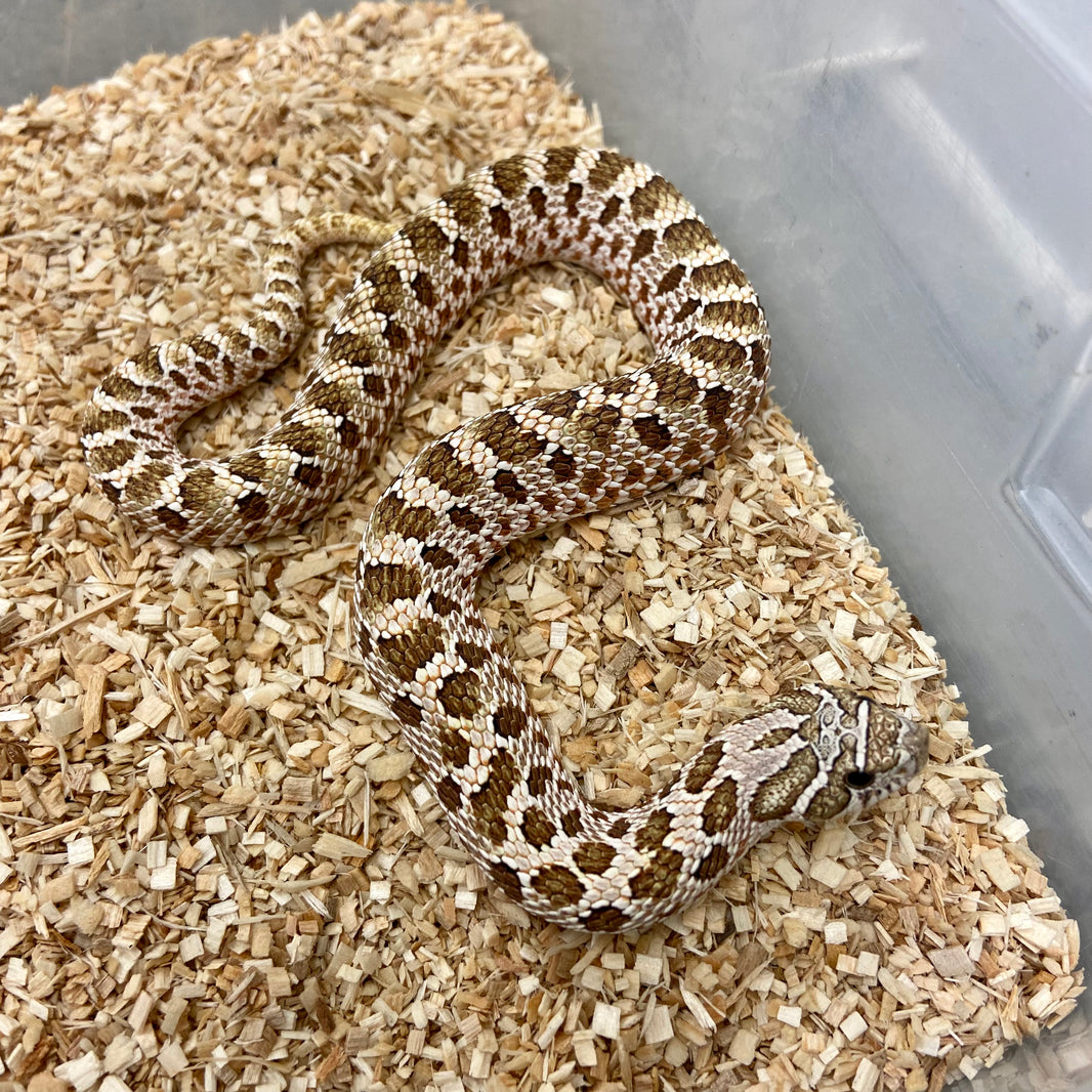 Hognose Snakes For Sale I Purchase Your Hognose Snake Online Or Pickup ...