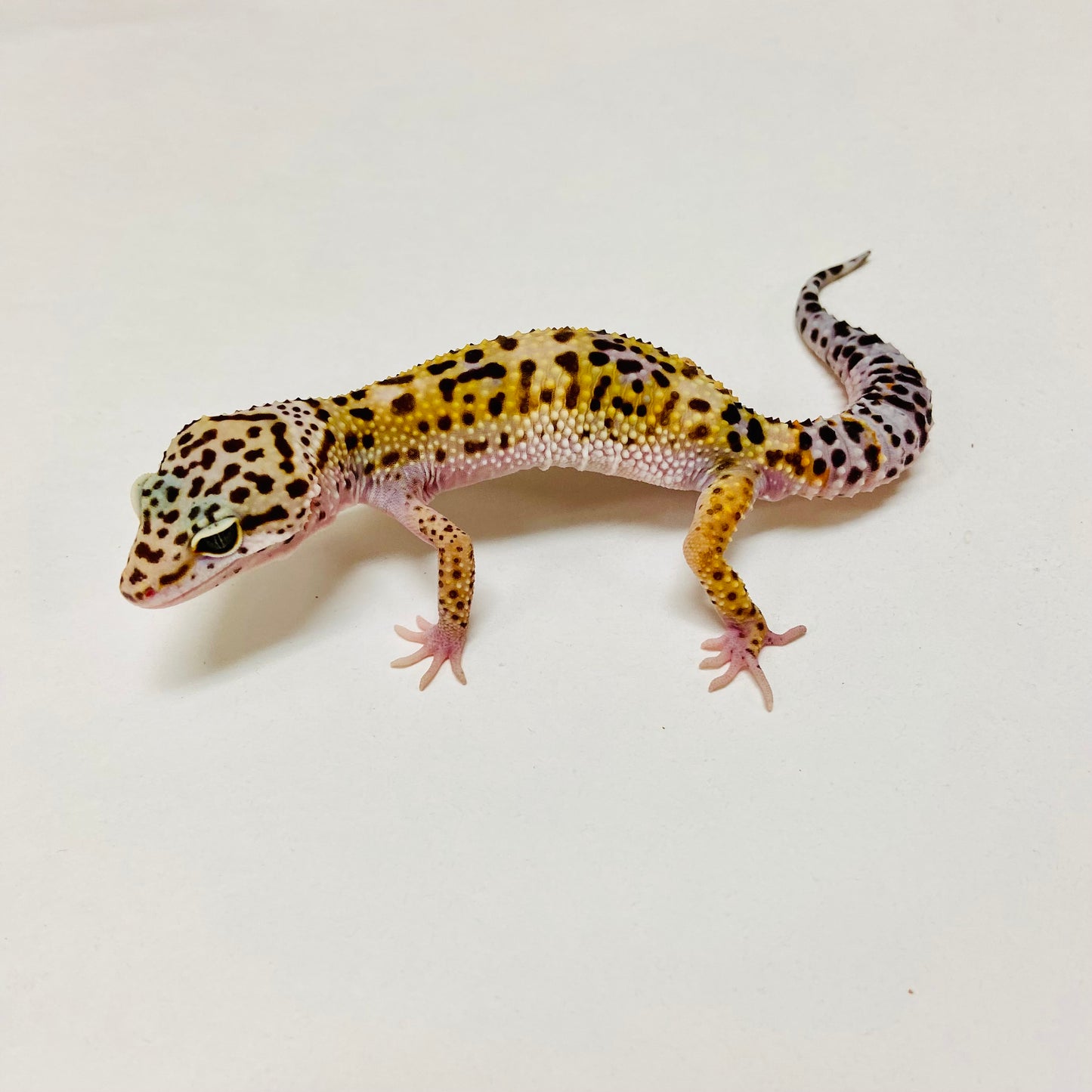 Mack Snow Leopard Gecko Male D-A9-80524-1