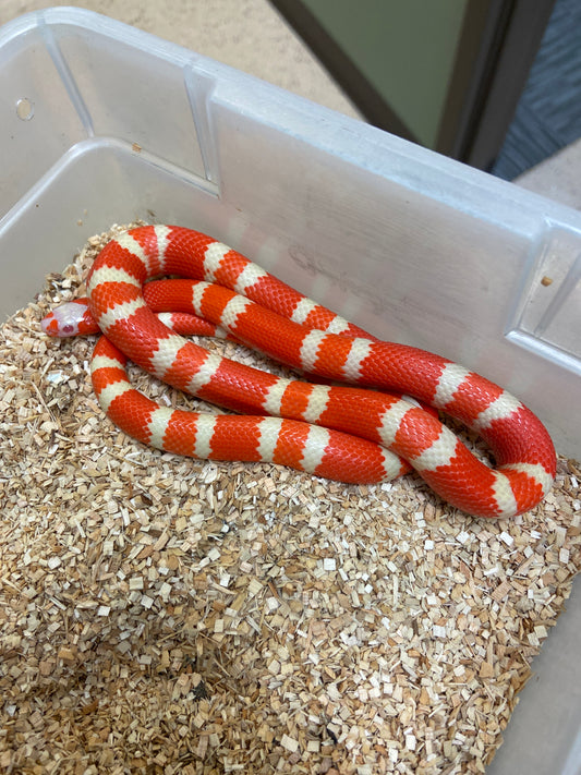 Extreme Albino Tangerine Honduran Milksnake 2023 Male M02