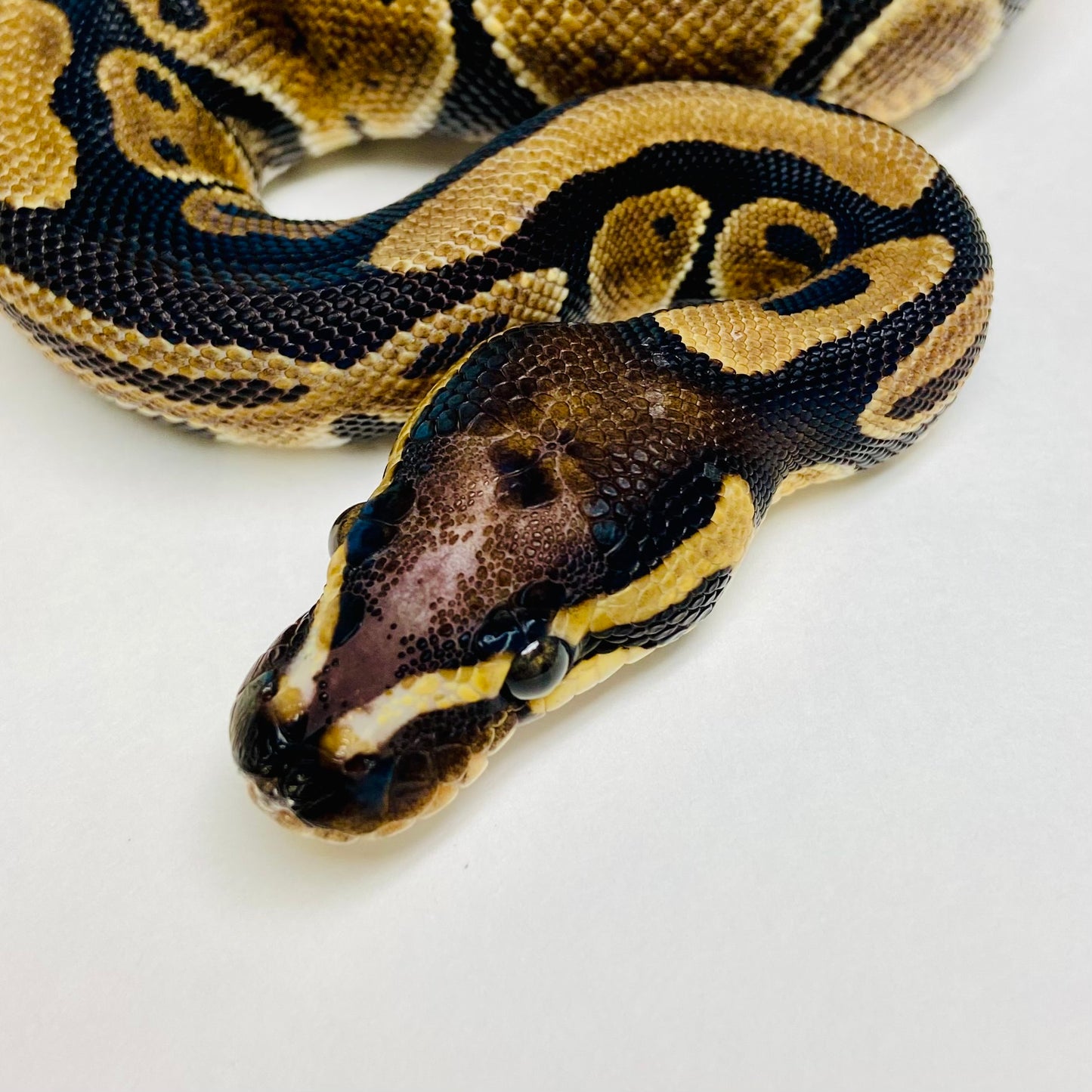 Scaleless Head Ball Python- Female #2023F02 – BHB Reptiles