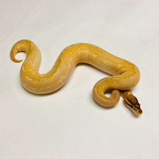 Pastel Enchi Highway Ball Python Male 2023M02