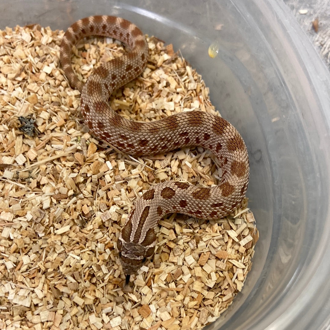 Hognose Snakes For Sale I Purchase Your Hognose Snake Online Or Pickup ...